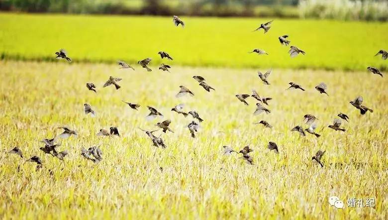 这样的婚纱照拍摄景点你中意吗,婚纱照拍摄圣地推荐