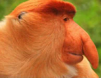 长鼻子的匹诺曹原文,长鼻子的匹诺曹图片