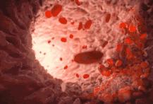 海参营养价值真有那么高吗,海参公母哪个营养价值高