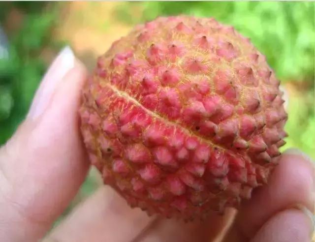 红楼花木志｜荔枝：和缠丝白玛瑙碟子最搭配的水果