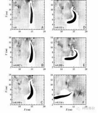 戴世强专栏｜流体力学的魅力（第五篇）鱼儿这样告诉我们
