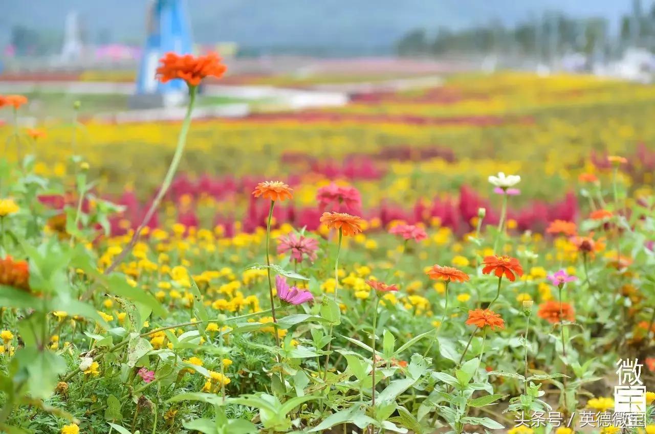 刘家旺普罗旺斯薰衣草花海,法国普罗旺斯薰衣草花海唯美视频
