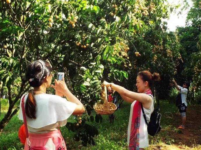 仲夏海口│探幽访古欢乐摘果听蝉鸣