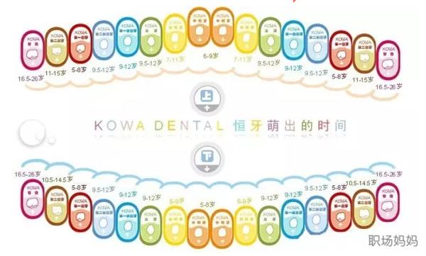4岁换牙会不会太早,为什么有些孩子换牙早有些换牙晚