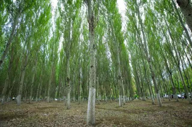 沈阳师范大学青春,再见青春沈阳