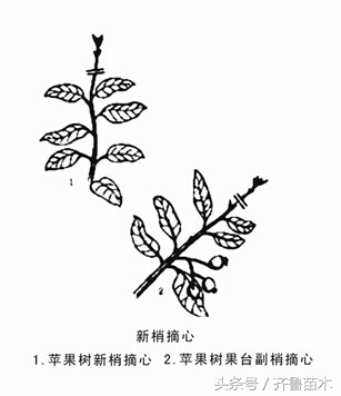 夏季果树环剥要慎重,不是所有果树都可以环剥哦!(附各类果树环剥操作技术)