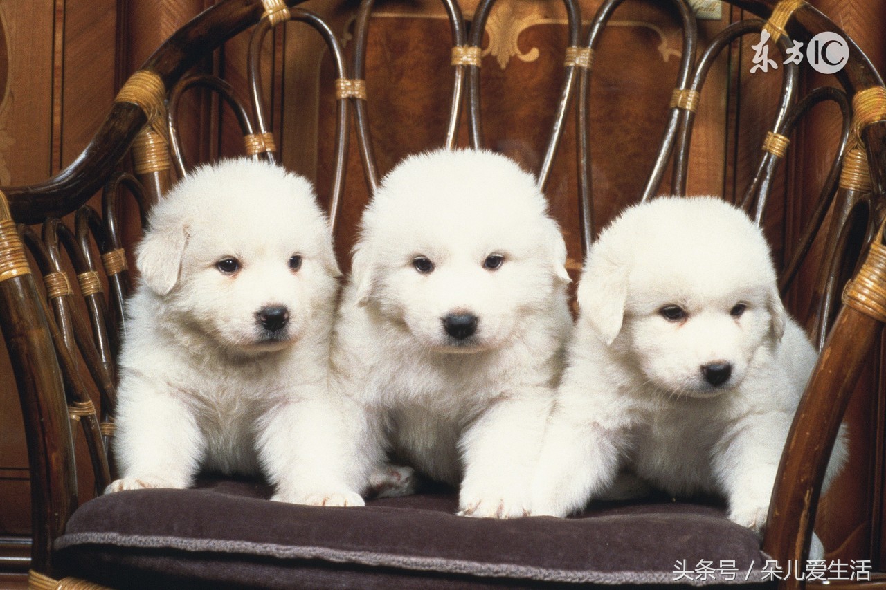 家里不同意养狗但想养狗怎么办,怎么能让家里人养狗