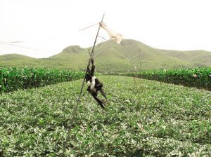 喜鹊害庄稼,喜鹊害农作物怎么办