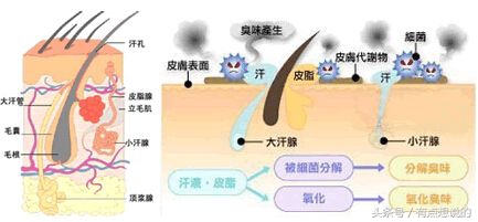 肉毒素去狐臭夏天也不怕吗,夏天外出有狐臭没戴止汗露怎么办