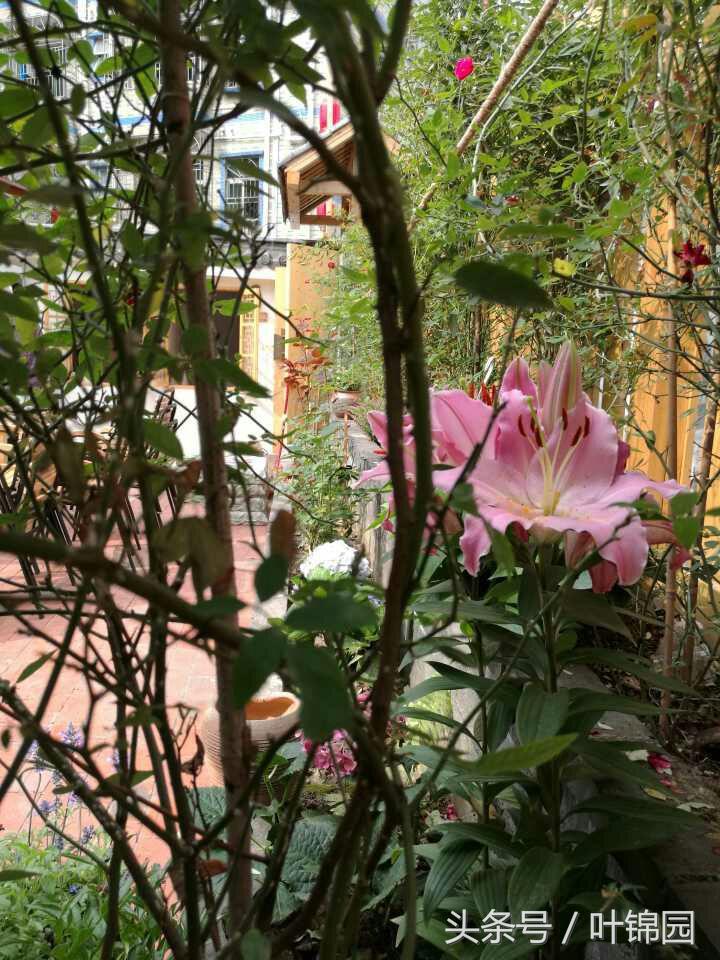 锦园，心得自在呼吸