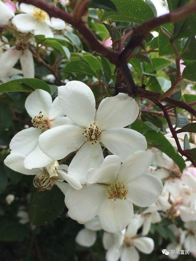 花开花落手机摄影,开到荼蘼花事了在线阅读