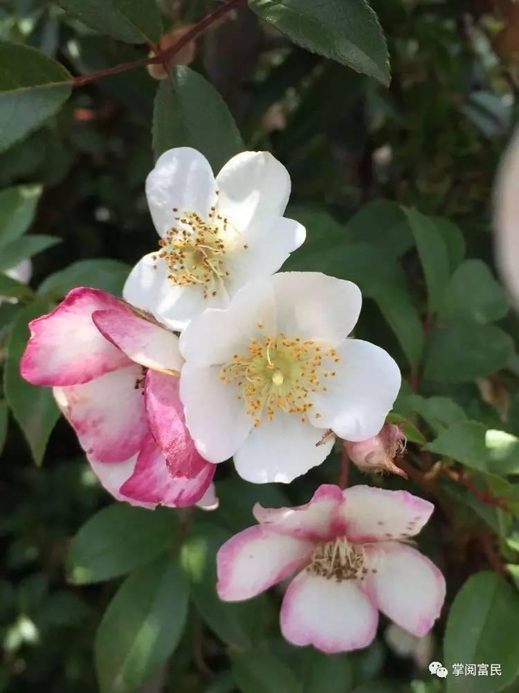 花开花落手机摄影,开到荼蘼花事了在线阅读