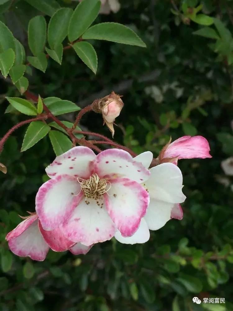 花开花落手机摄影,开到荼蘼花事了在线阅读