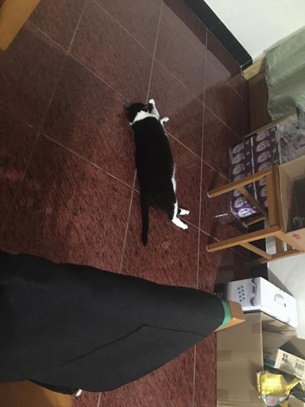 猫咪结扎之后需要注意什么,猫咪结扎前一定要打三联