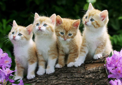 小猫咪消化不良是什么症状,小猫咪消化不良怎么按摩