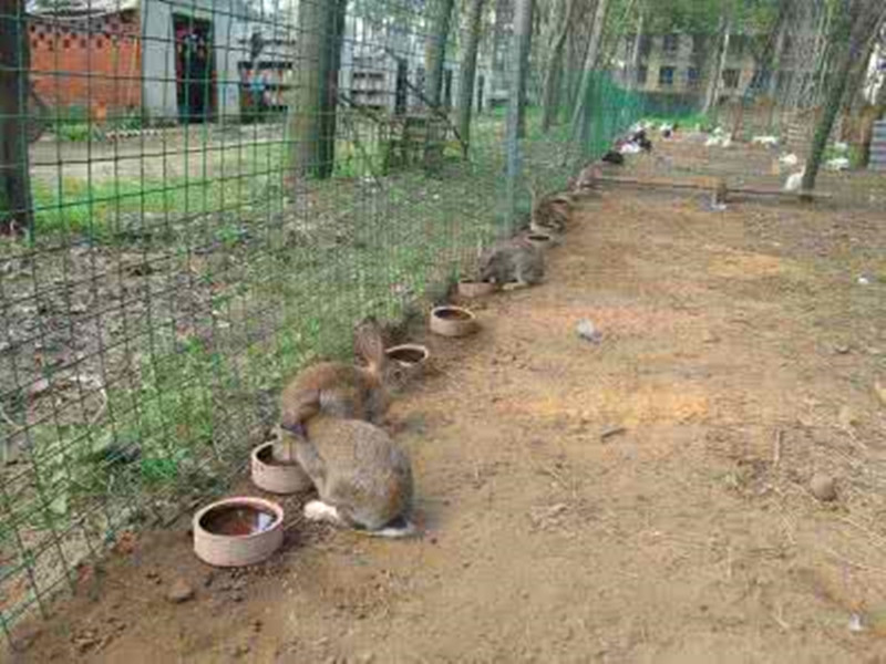 刚逮回来的种兔应该怎样预防,杂交野兔和家兔哪个好养