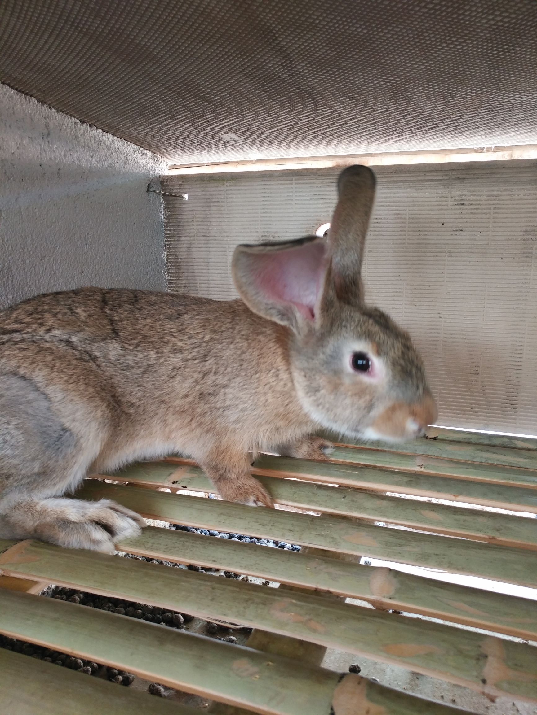 刚逮回来的种兔应该怎样预防,杂交野兔和家兔哪个好养