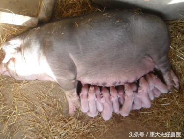 反常有解：母猪生的第一头和中间一头小猪为啥小？