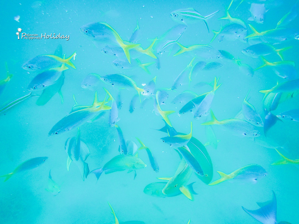 巴拉望｜本田湾真的是本田公司买下的吗？来了这里才知道