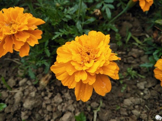 oppoa57开箱体验,oppoa57手机开箱