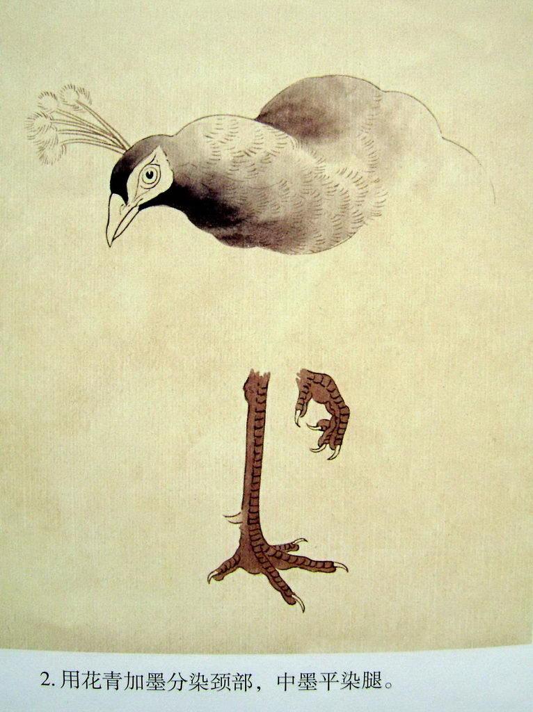 孔雀开屏的图片国画孔雀的画法,国画孔雀的画法图片
