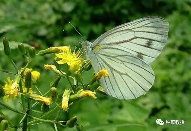 杀灭菜青虫的土方法,灭菜青虫妙招
