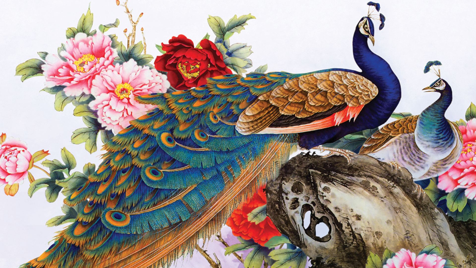 孔雀开屏的图片国画孔雀的画法,国画孔雀的画法图片