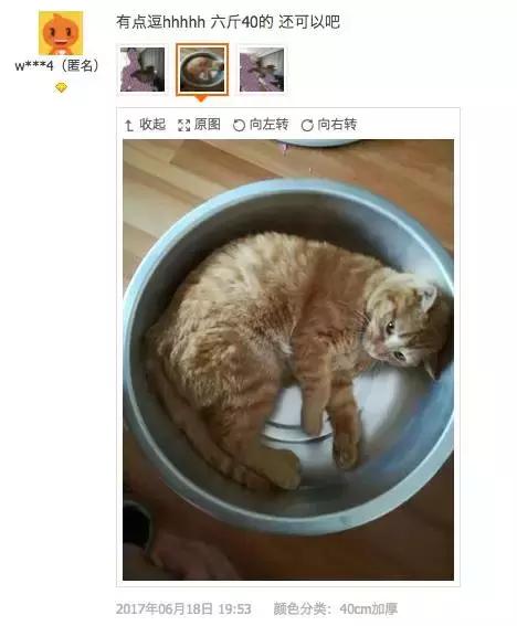 铝盆和鸡窝卖断货了,看猫咪用品创业商机