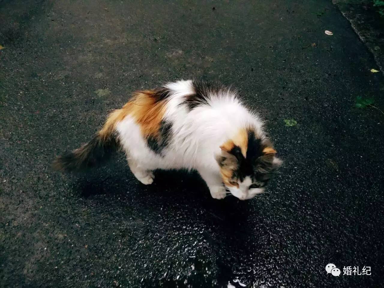 这样的婚纱照拍摄景点你中意吗,婚纱照拍摄圣地推荐