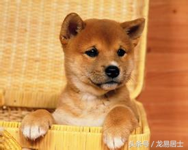 中国的十二生肖现在还有几个,中国的十二生肖都是什么