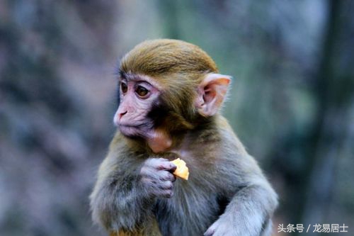 中国的十二生肖现在还有几个,中国的十二生肖都是什么