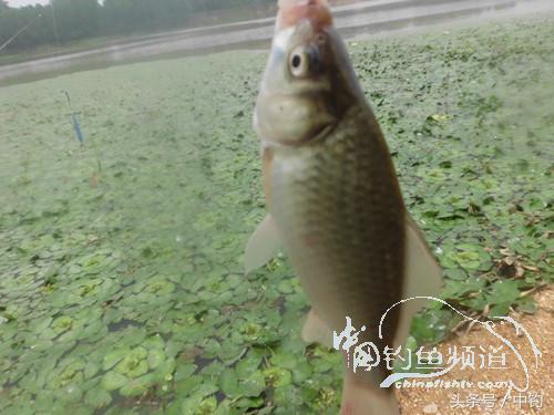 闷热缺氧鱼上浮不开口怎么钓,闷热鱼难钓为什么午时鱼难钓