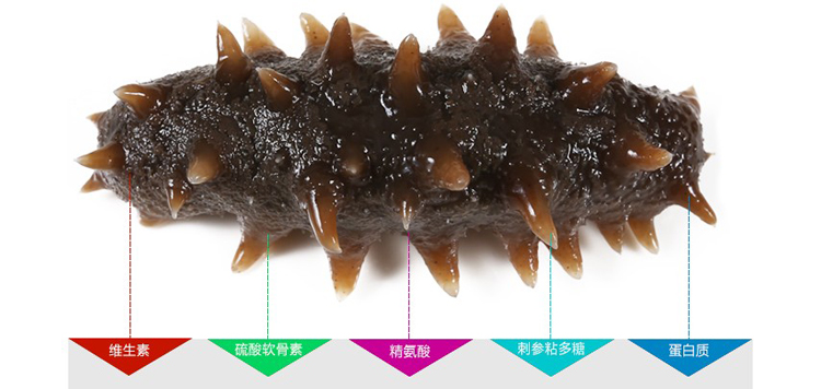 海参营养价值真有那么高吗,海参公母哪个营养价值高