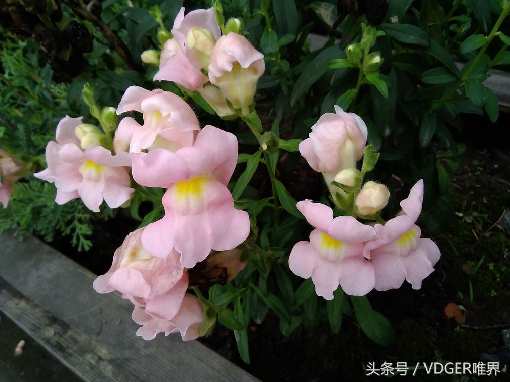 追剧游戏两不误ipad,追剧工作两不误