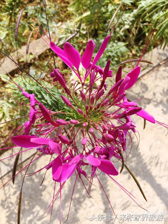 张家界五日游多少钱一个人 (自己张家界六日游详细攻略)