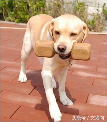 如何看自家狗狗是什么星座的,12星座对应的狗狗是哪个星座