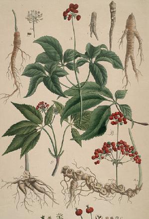 韩国人参和中国人参有什么区别,韩国人参和中国人参一样吗