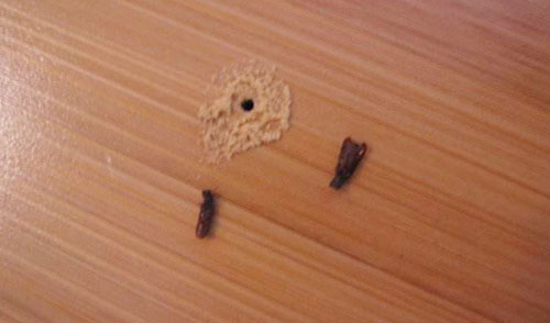 木地板被虫蛀怎么办,木地板虫蛀了一个洞眼怎么修复