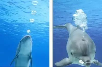 戴世强专栏｜流体力学的魅力（第五篇）鱼儿这样告诉我们