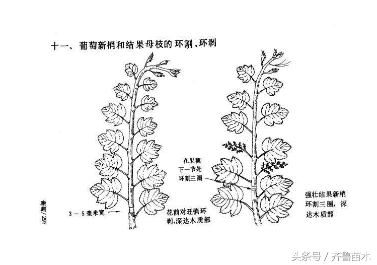 夏季果树环剥要慎重,不是所有果树都可以环剥哦!(附各类果树环剥操作技术)