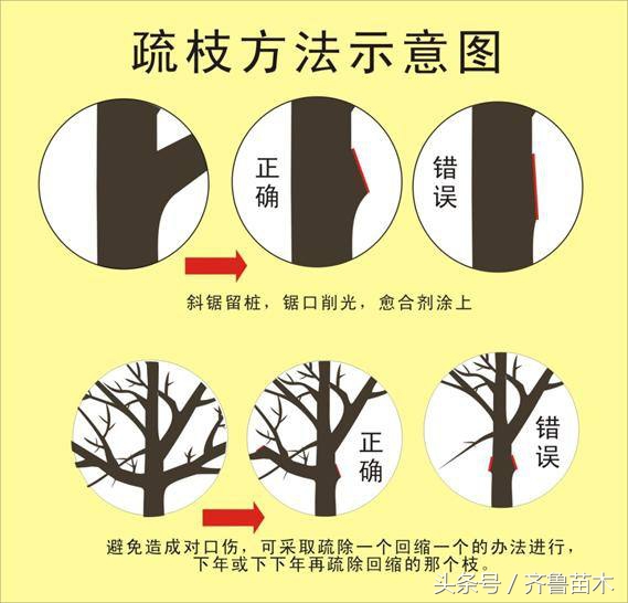 夏季果树环剥要慎重,不是所有果树都可以环剥哦!(附各类果树环剥操作技术)