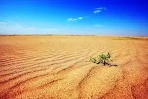 像欧李的野果,野果欧李