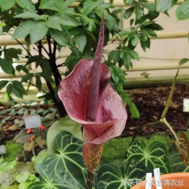 「富硒集市」到底是魔芋、磨芋、还是蘑芋?