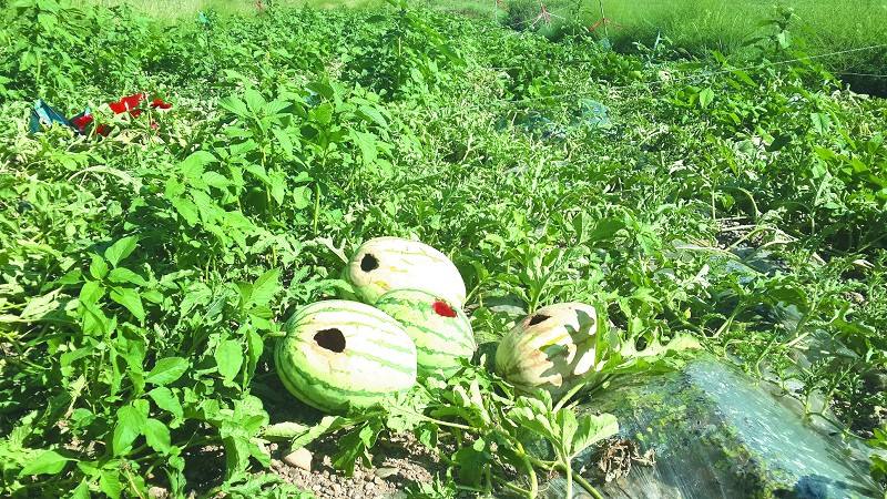 喜鹊害庄稼,喜鹊害农作物怎么办