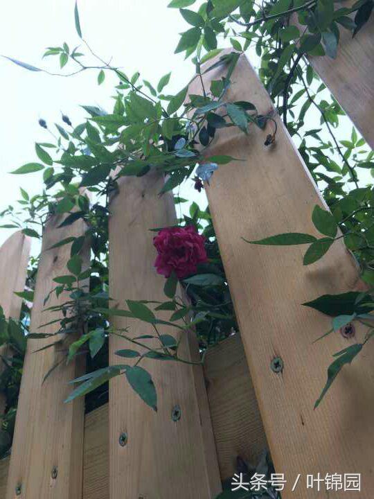 锦园，心得自在呼吸