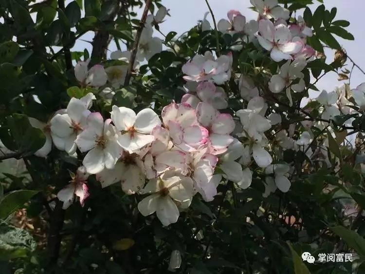 花开花落手机摄影,开到荼蘼花事了在线阅读