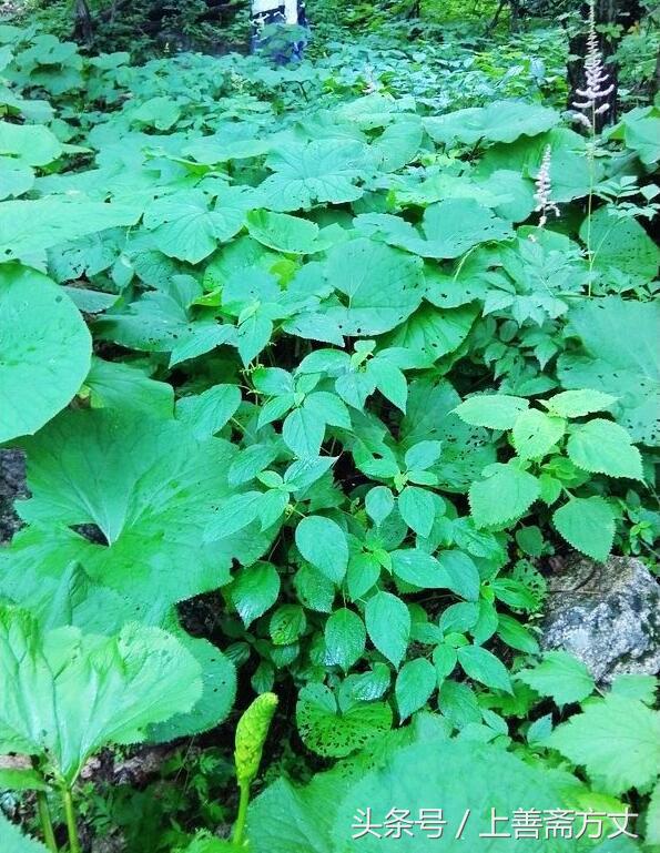 上官云飞游记五台山,上官云飞2018