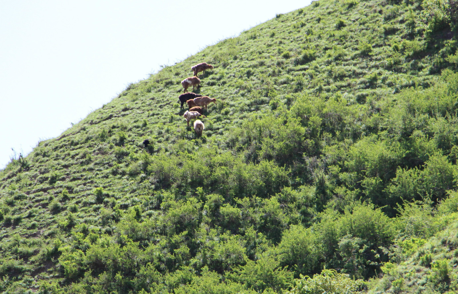 乌鲁木齐石人沟民俗,乌鲁木齐风情