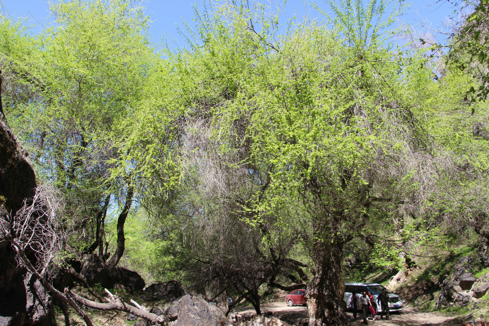 乌鲁木齐石人沟民俗,乌鲁木齐风情