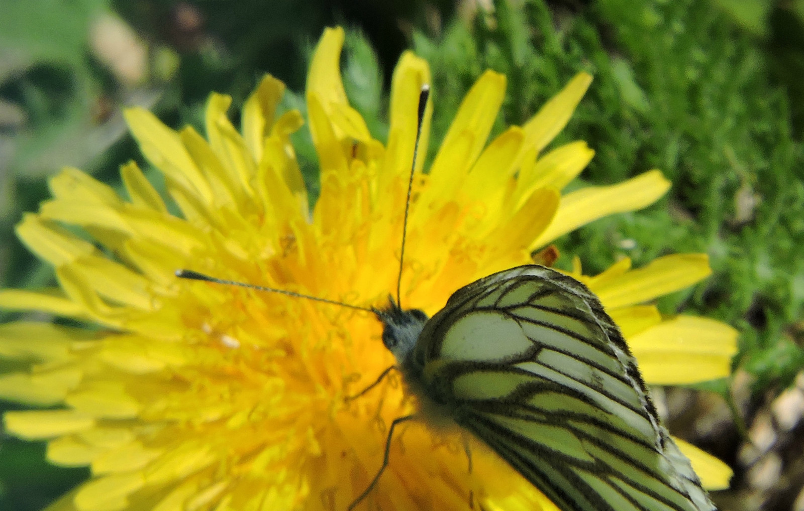 乌鲁木齐石人沟民俗,乌鲁木齐风情